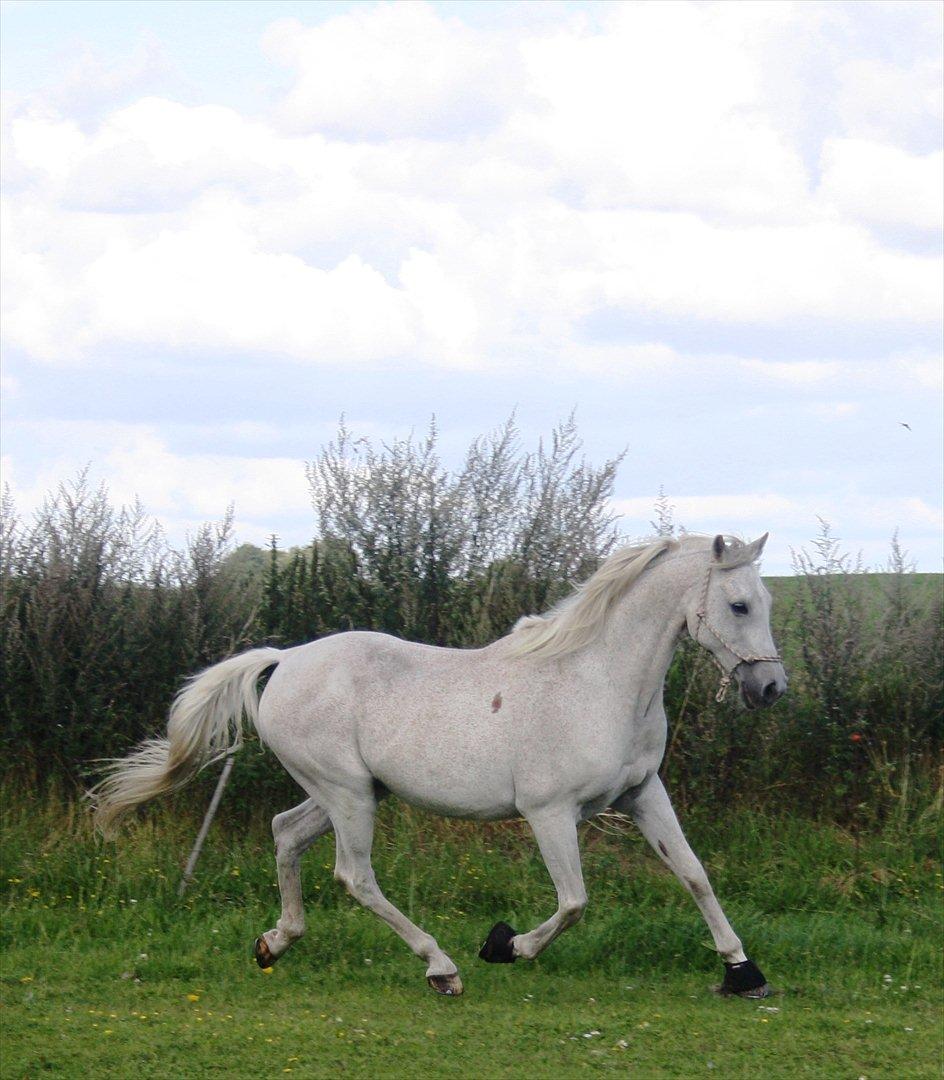 Arabisk fuldblod (OX) Wojak OX 1459 - (Foto: Malene) billede 17