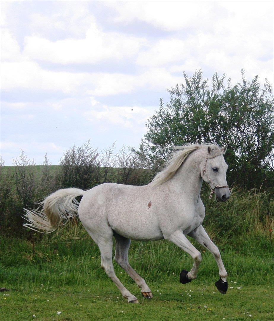 Arabisk fuldblod (OX) Wojak OX 1459 - (Foto: Malene) billede 18
