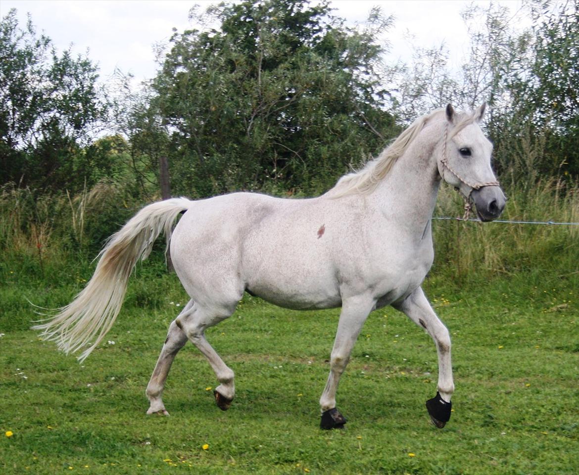 Arabisk fuldblod (OX) Wojak OX 1459 - (Foto: Malene) billede 19