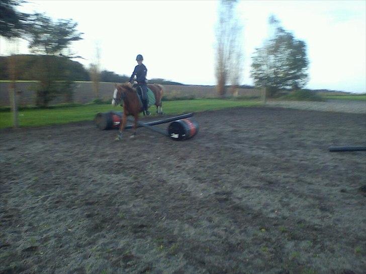 DSP Stald Blymes Pride billede 7