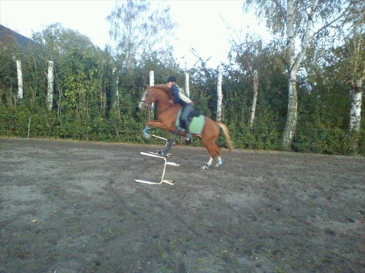 DSP Stald Blymes Pride billede 8