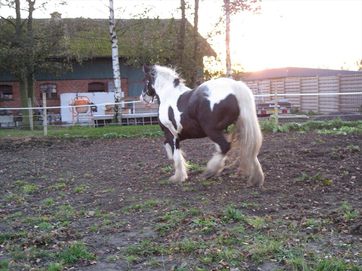 Irish Cob Troelsegårdens Mr OMalley - Sjældent det er den vej vi går når der er et kamera billede 12