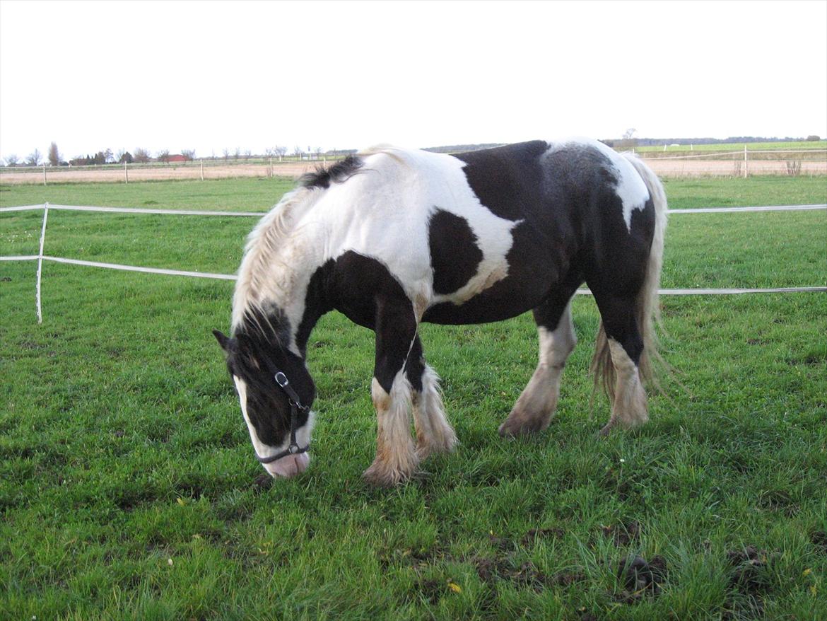 Irish Cob Troelsegårdens Mr OMalley - Min store dreng  billede 13