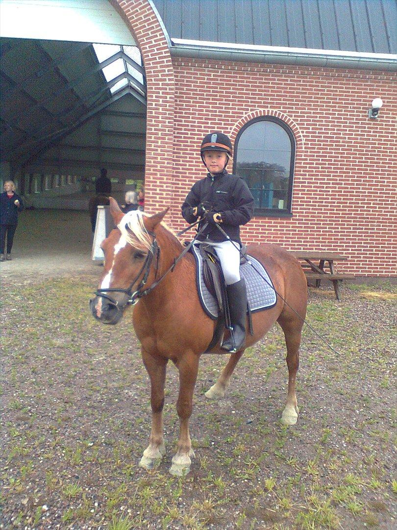 Tyroler Haflinger WENDY (solgt) - mig og Wendy til opvisning billede 3