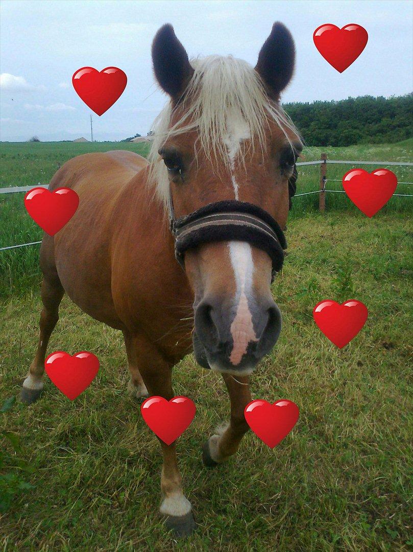 Tyroler Haflinger WENDY (solgt) - jeg elsker mad billede 6