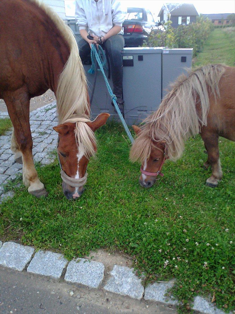 Tyroler Haflinger WENDY (solgt) - hygge med Wendy og Bella billede 7