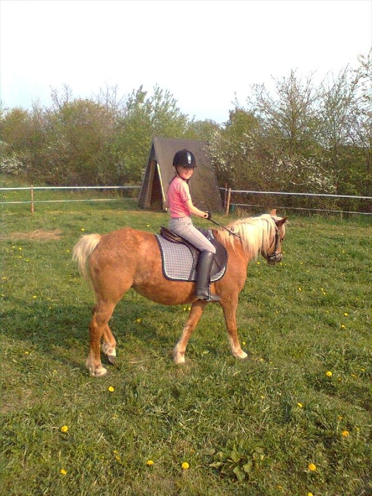 Tyroler Haflinger WENDY (solgt) - en af Mine første ride tur på hende


hej hej ses en anden gang lig en gerne en kommentar billede 20