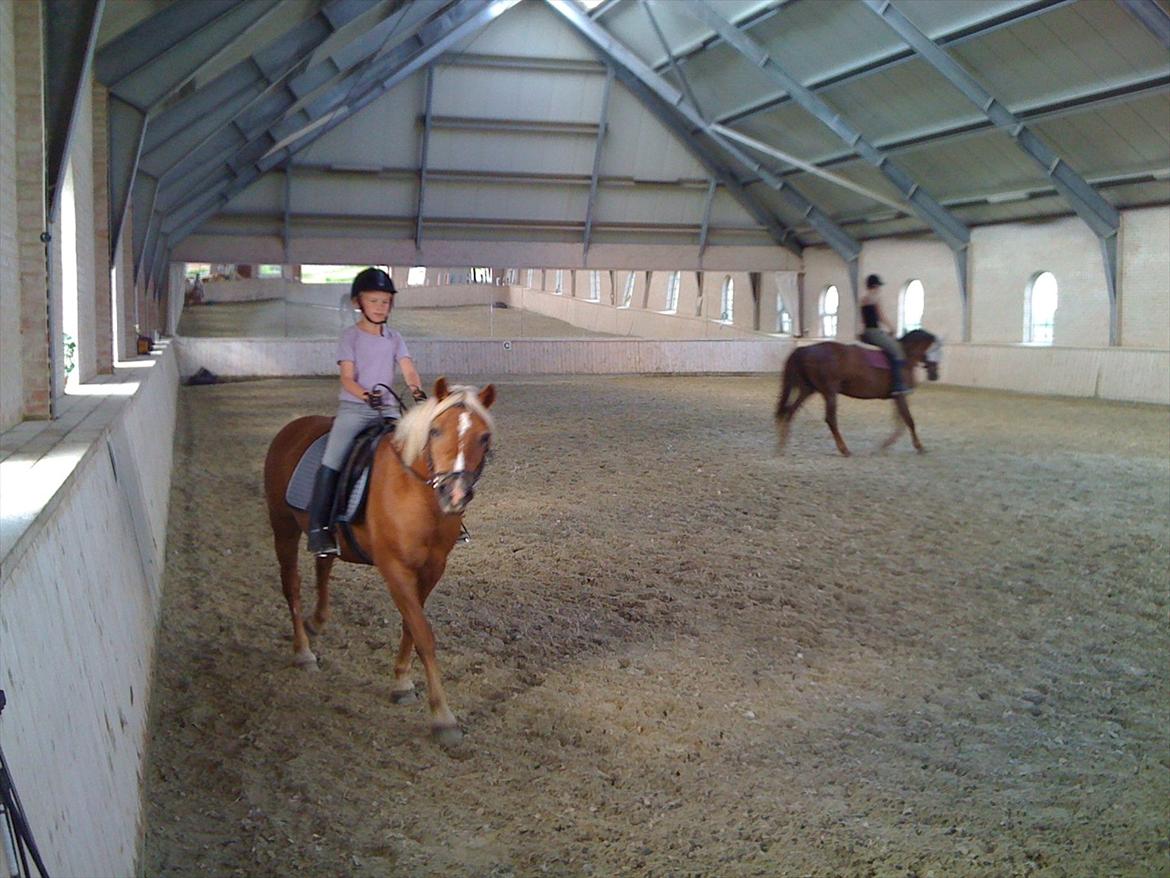 Tyroler Haflinger WENDY (solgt) - Til undervisning billede 8