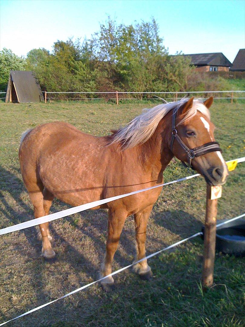 Tyroler Haflinger WENDY (solgt) - Er jeg ikke køn hvis jeg står lige her i vinden billede 10