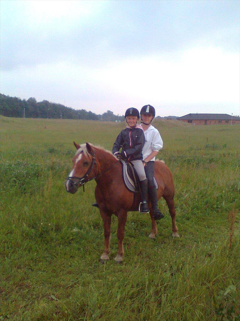 Tyroler Haflinger WENDY (solgt) - Mig,Stine og wendy billede 11