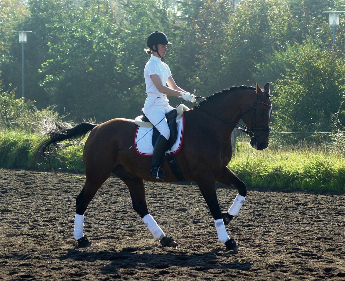 Dansk Varmblod Hyggebos-Fanak - 01-10-2011: På opvarmning i EOR inden vi skal ride LA3, som vi vandt med 71,72% :-D (Foto: www.bricksite.dk/AHH-FOTO) billede 10