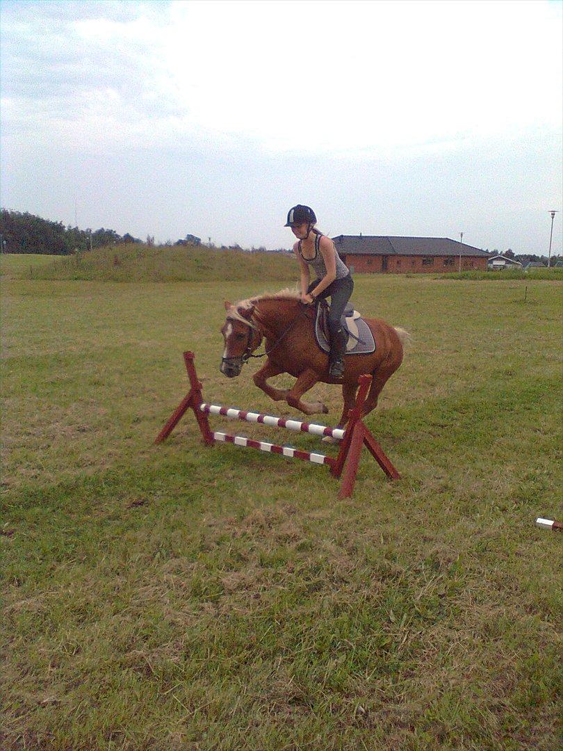 Tyroler Haflinger WENDY (solgt) - Uhh passer galoppen billede 12