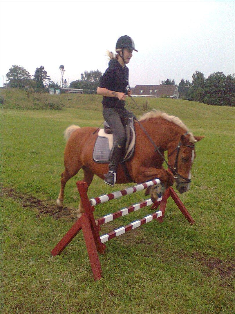 Tyroler Haflinger WENDY (solgt) - Hun rev ikke ned;) billede 13