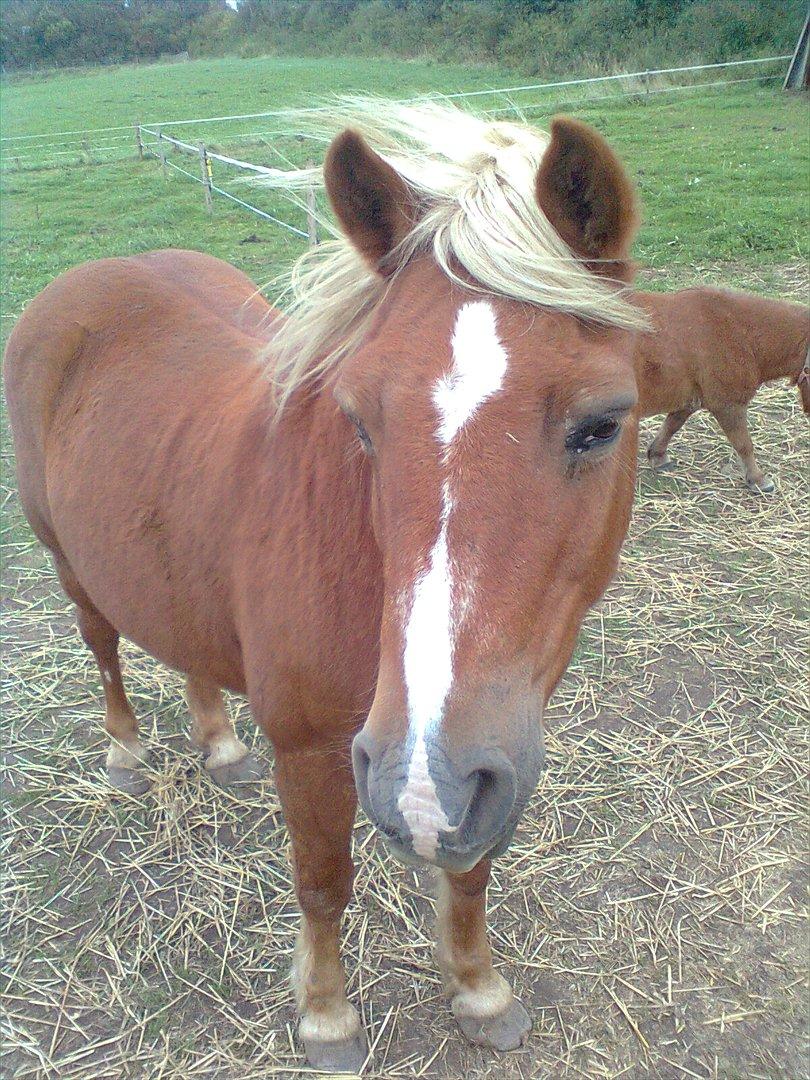 Tyroler Haflinger WENDY (solgt) - Velkommen til min profil billede 1