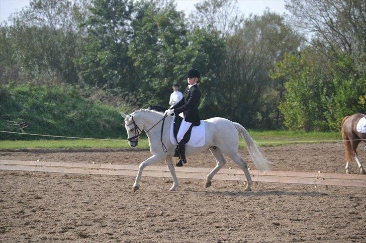 Anden særlig race Domingo - Stævne i Guldager! :-*<3
 billede 3