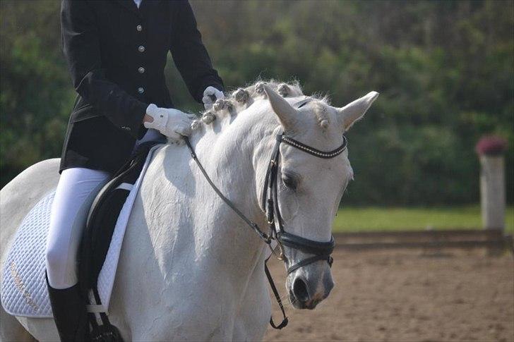 Anden særlig race Domingo - Igen:-*<3
 billede 6