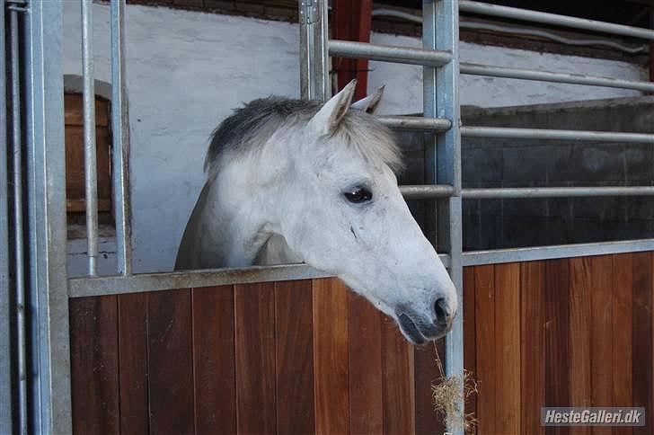 Anden særlig race Domingo - Hjemme hos hans gamle ejer! :-*<3
 billede 7