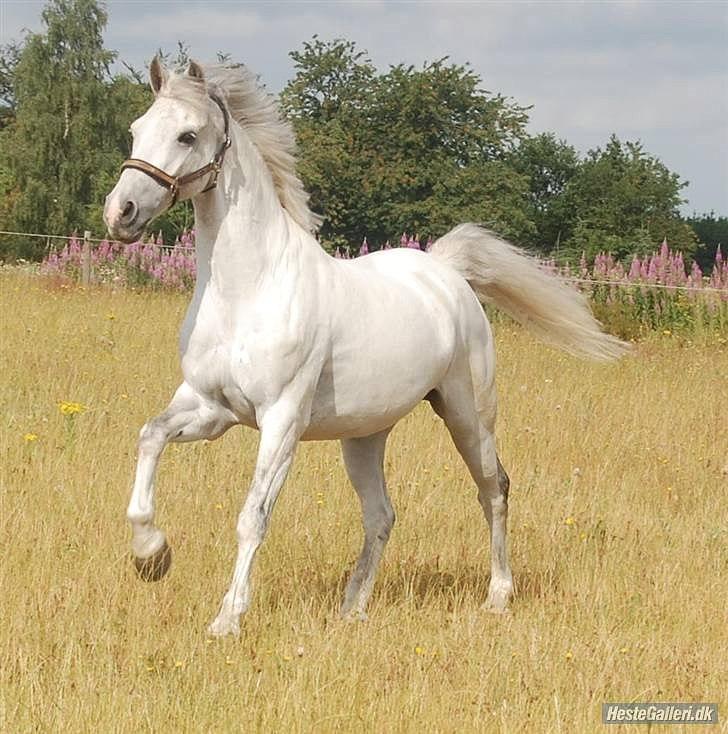 Anden særlig race Domingo - På fold!!<3
Hjemme hos Katja(Hans gamle ejer) :-* billede 8