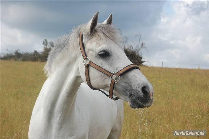 Anden særlig race Domingo - På fold! :-*
Hjemme hos Katja<3 billede 9