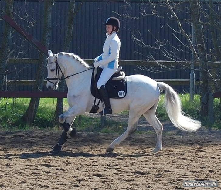 Anden særlig race Domingo - Ham og hans gamle ejer! <3 billede 10