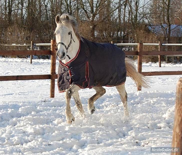 Anden særlig race Domingo - Det er så dejligt at komme på fold om vinteren!! :-*
Hjemme hos Katja<3
 billede 11