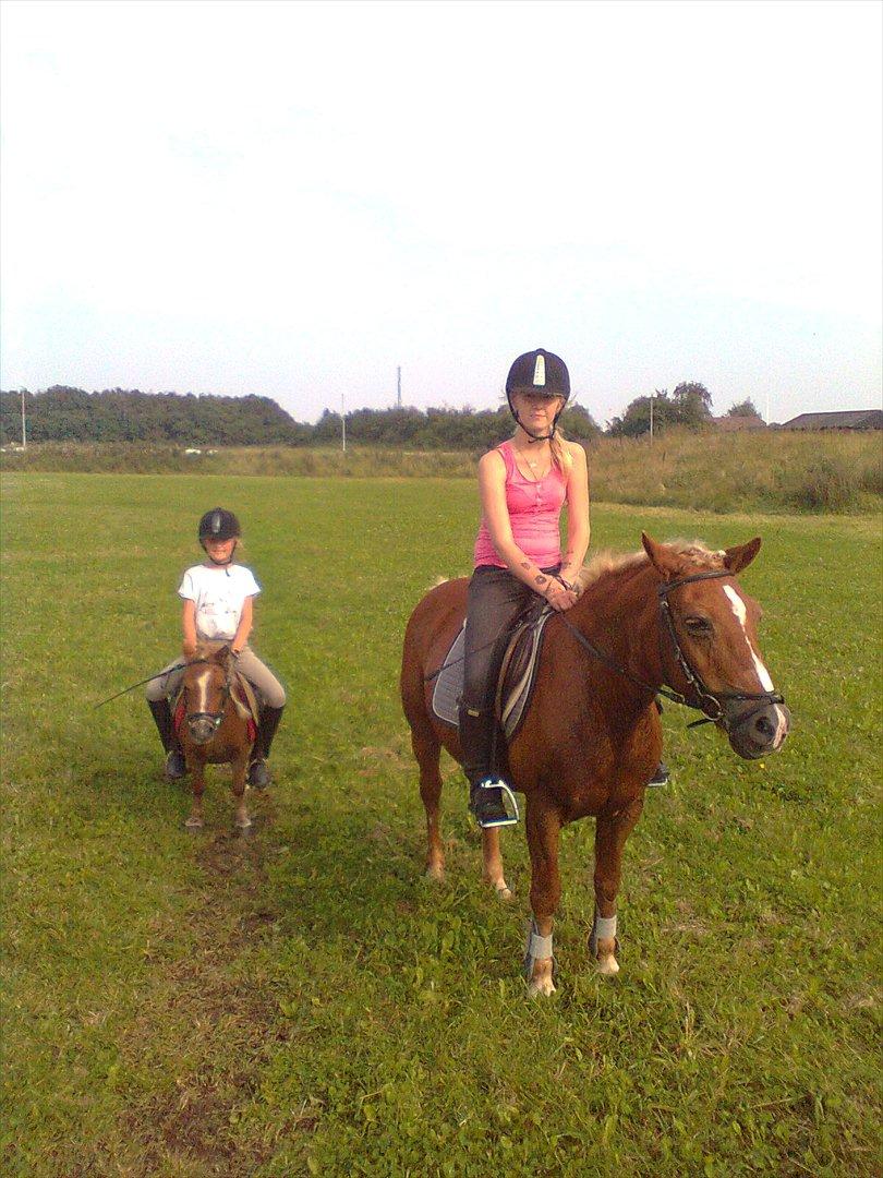 Tyroler Haflinger WENDY (solgt) - Jeg er trædt billede 16