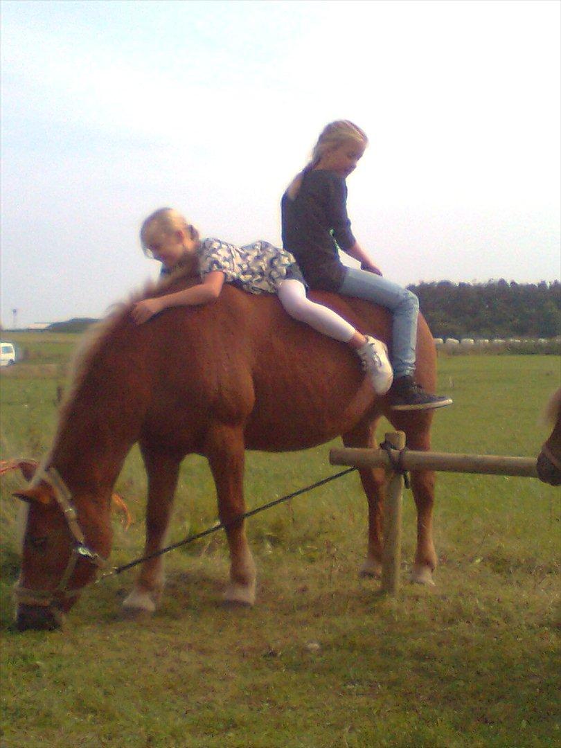 Tyroler Haflinger WENDY (solgt) - Mig og min ven hygger billede 17