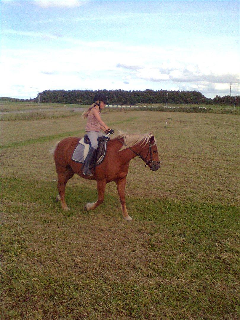 Tyroler Haflinger WENDY (solgt) - Wendy kan du så høre efter billede 18