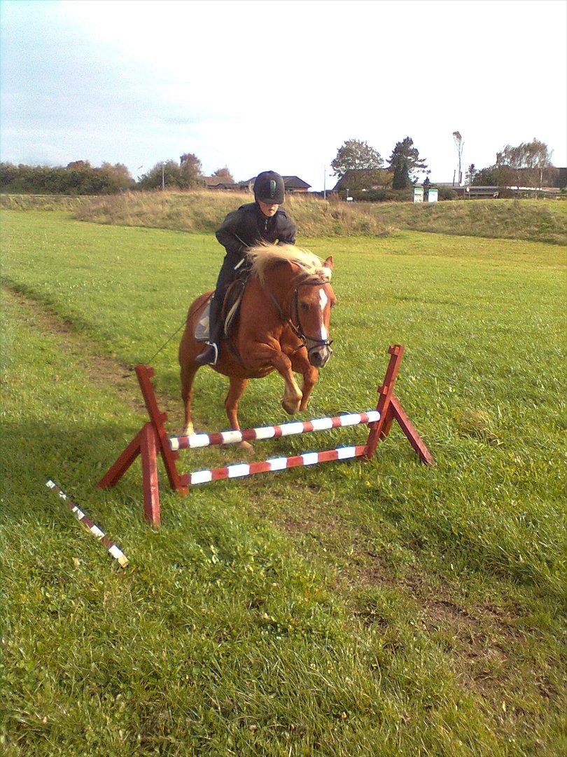 Tyroler Haflinger WENDY (solgt) - mig og Wendy der springer.. billede 2