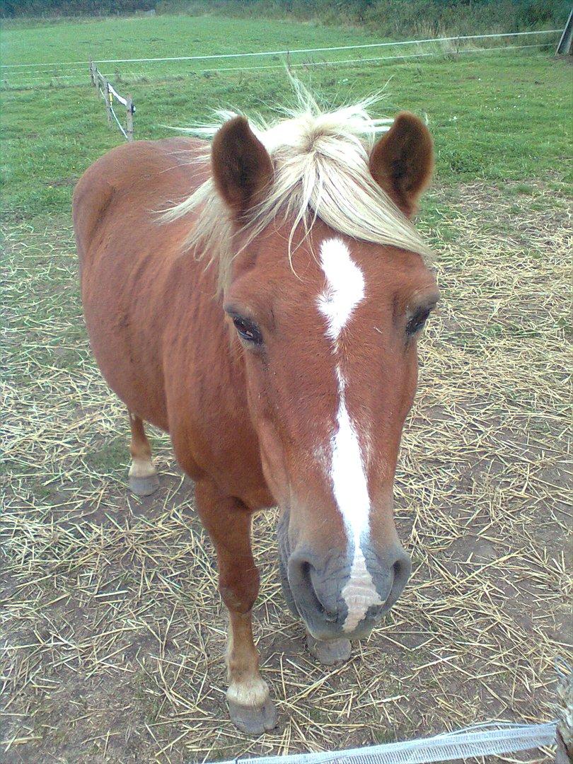 Tyroler Haflinger WENDY (solgt) - Hej billede 19