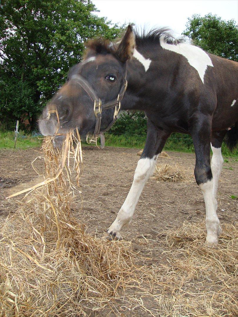 Barockpinto Lancelot 1 præmie hingst  billede 11