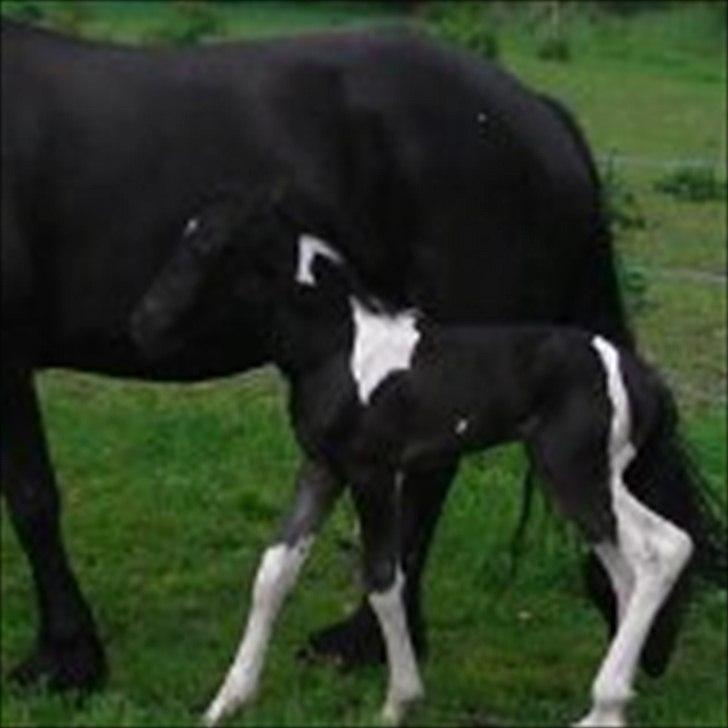 Barockpinto Lancelot 1 præmie hingst  billede 12
