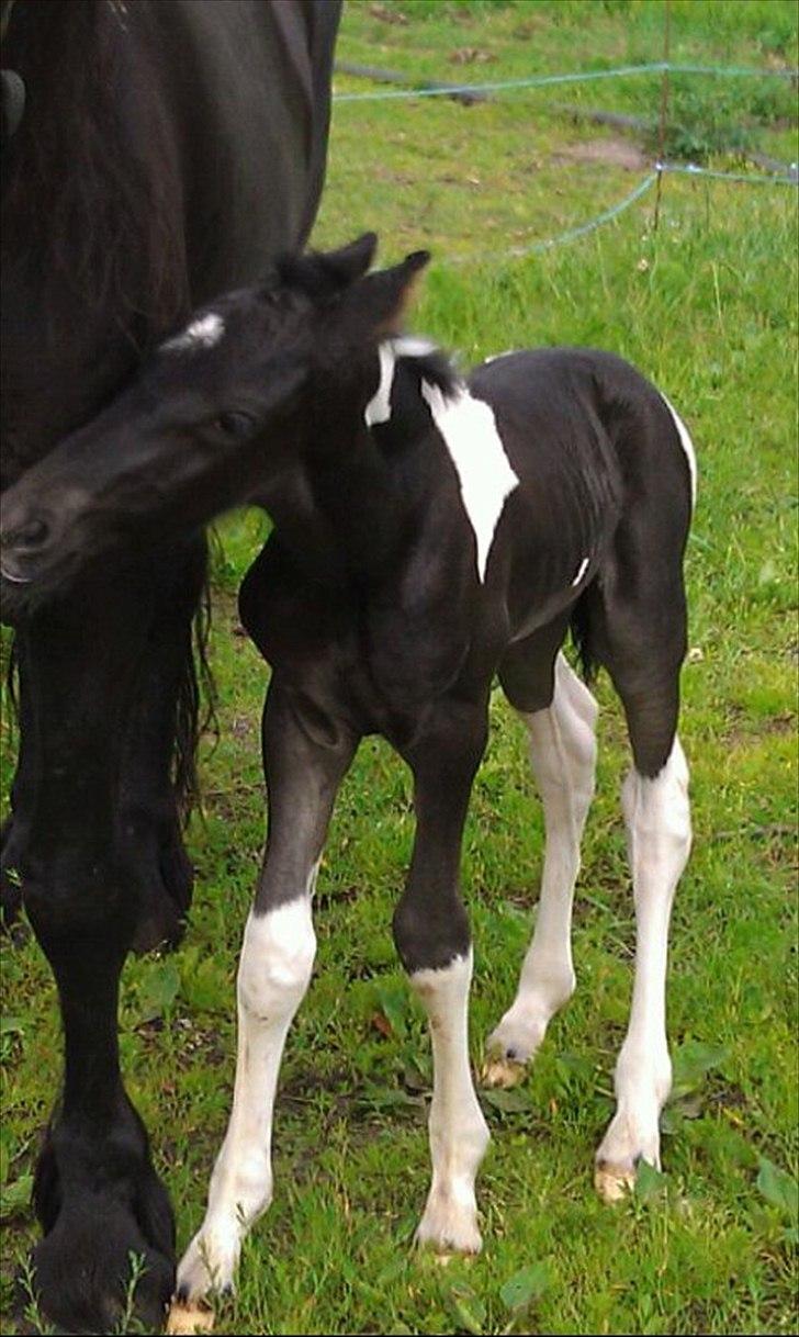 Barockpinto Lancelot 1 præmie hingst  billede 13
