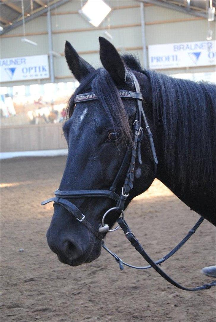 Anden særlig race Mr. D (Dallas) - Ham den dejlige <3 (Foto: Cecilie Rømer Hansen)  billede 1