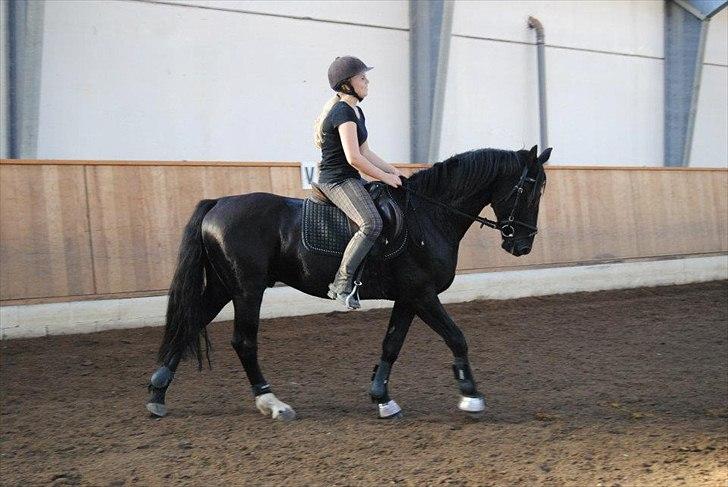 Anden særlig race Mr. D (Dallas) - (Foto: Cecilie Rømer Hansen)  billede 2