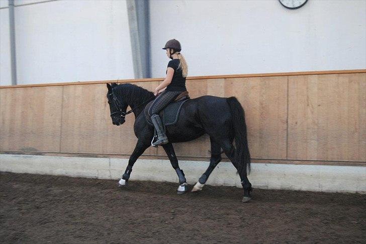 Anden særlig race Mr. D (Dallas) - (Foto: Cecilie Rømer Hansen)  billede 4