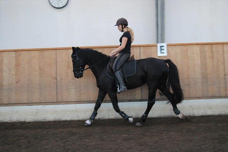 Anden særlig race Mr. D (Dallas) - (Foto: Cecilie Rømer Hansen)  billede 5