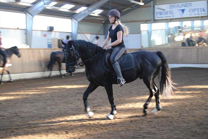 Anden særlig race Mr. D (Dallas) - (Foto: Cecilie Rømer Hansen)  billede 6