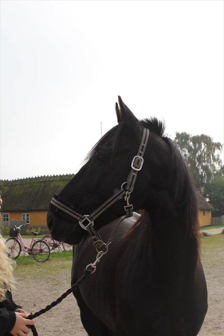 Anden særlig race Mr. D (Dallas) - (Foto: Bettina Westh)  billede 7