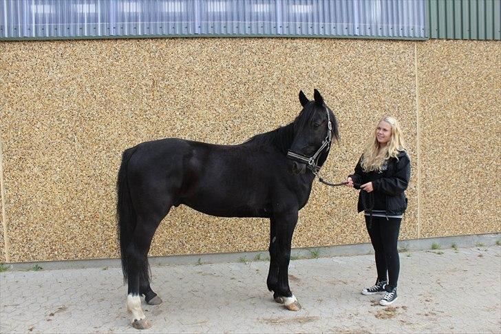 Anden særlig race Mr. D (Dallas) - Hele den flotte hest :D (Foto: Bettina Westh)  billede 12