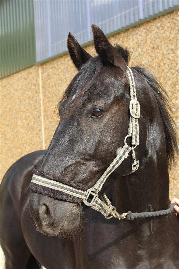 Anden særlig race Mr. D (Dallas) - (Foto: Bettina Westh)  billede 13