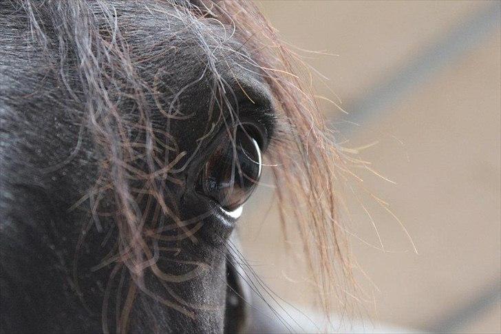 Anden særlig race Mr. D (Dallas) - Dallas´ øje <3 (Foto: Bettina Westh)  billede 14