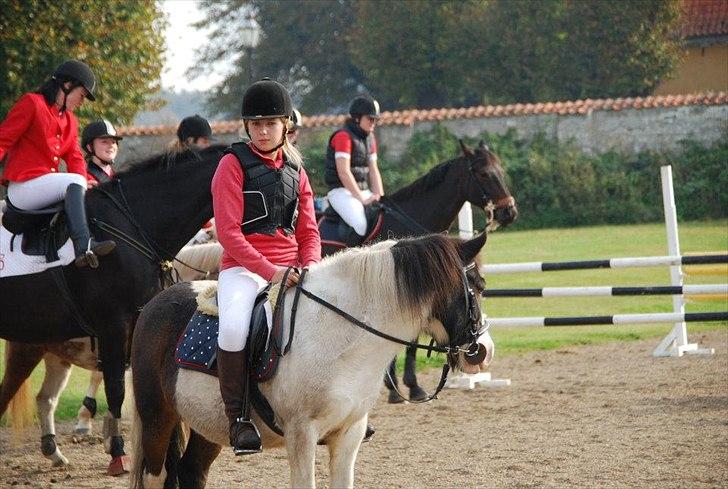 Anden særlig race Plet...<33 - Jagt billede 10