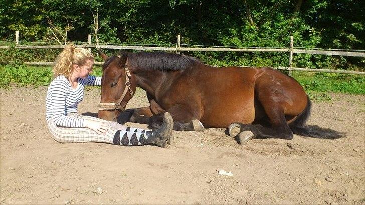 Dansk Varmblod Maxime  - <3<3. billede 3