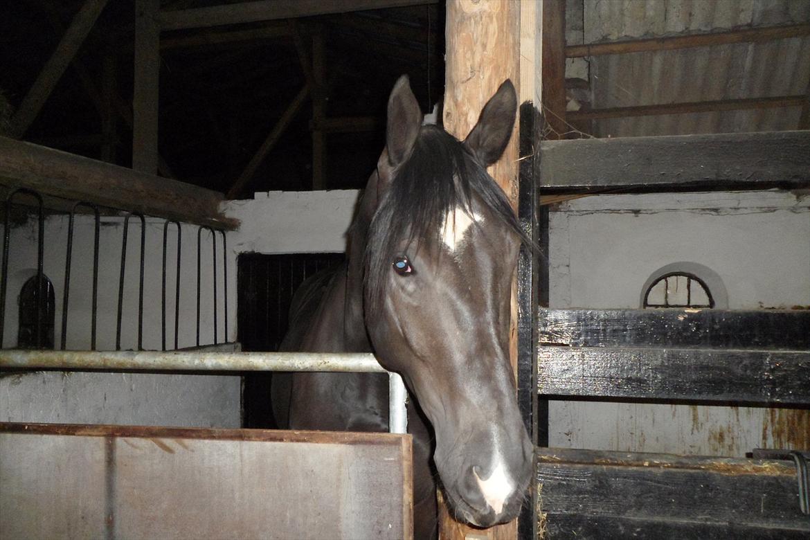 Oldenborg Black Diamond (solgt) billede 10