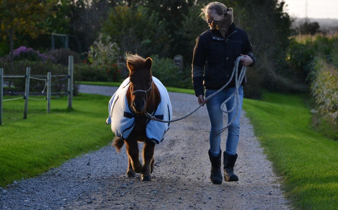 Shetlænder Tøttrups Lippa - I love you, forever and ever, my spirit<3. //foto: Nanna <3. billede 12