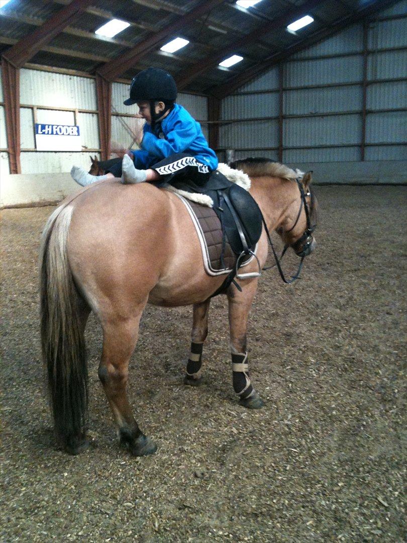 Anden særlig race Lukas - Markus giver en "trommesolo" på Lukkens numse og han er helt ligeglad. billede 6
