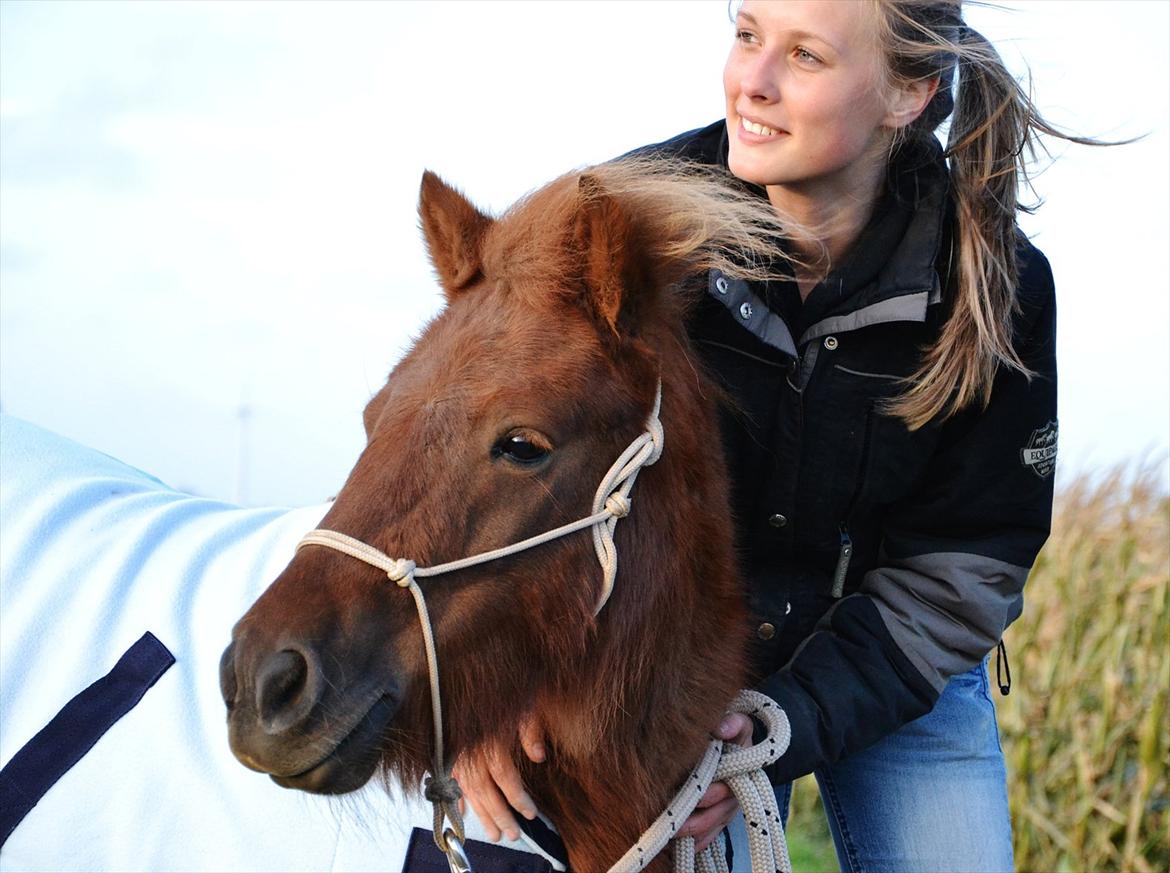Shetlænder Tøttrups Lippa - Dreams are real; all you have to do is just believe. //foto: Nanna <3. billede 10