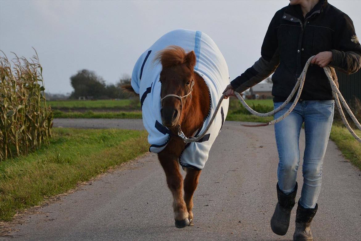 Shetlænder Tøttrups Lippa - I love you. There is nothing else to do, run and I will run with you. Lippa og hendes særheder. :-* //foto: Nanna <3. billede 18