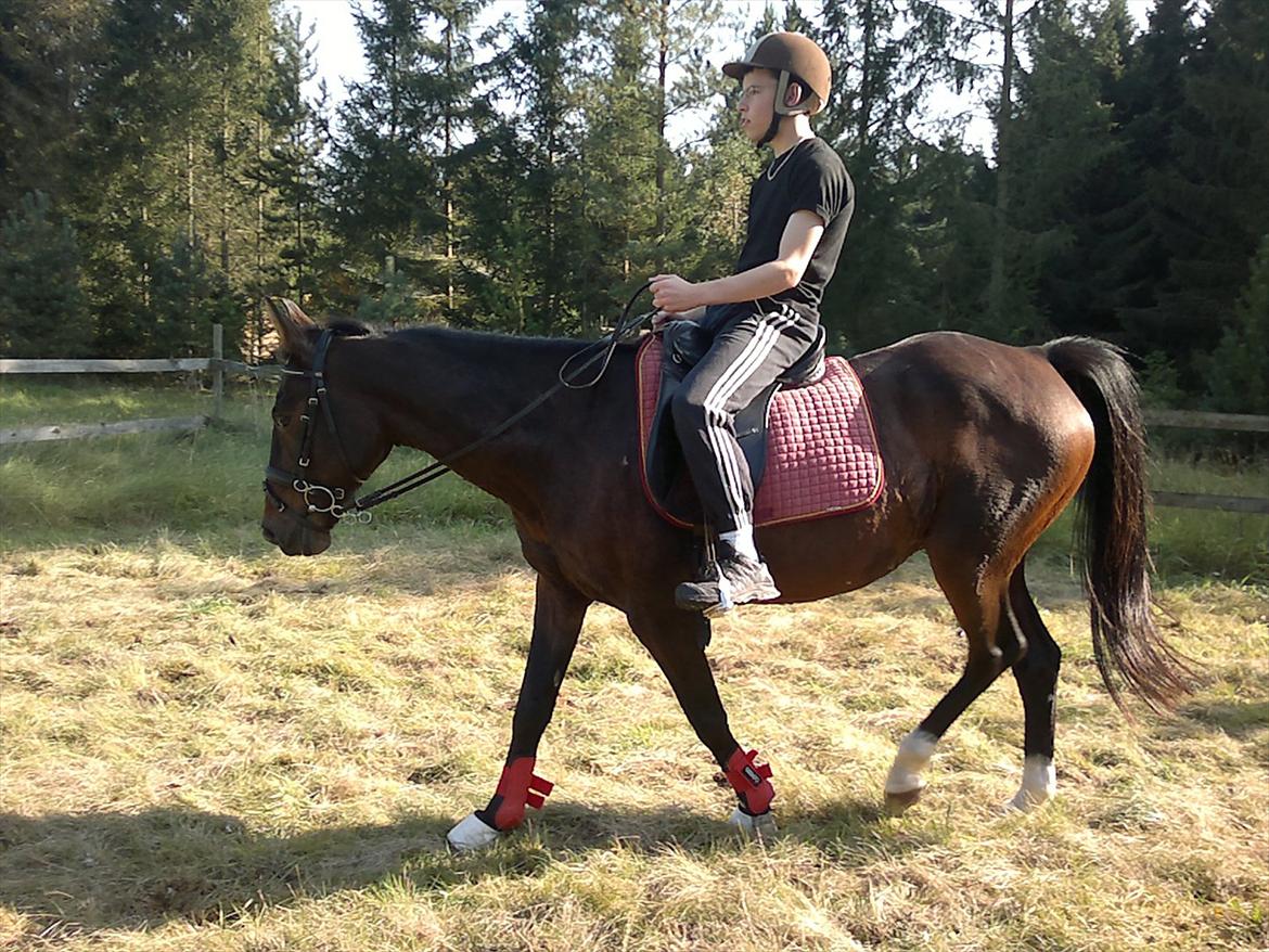 Traver Stella - Min lillebror var lige ude og prøve hende, hun var pisse sød da han var oppe på hende (: billede 5